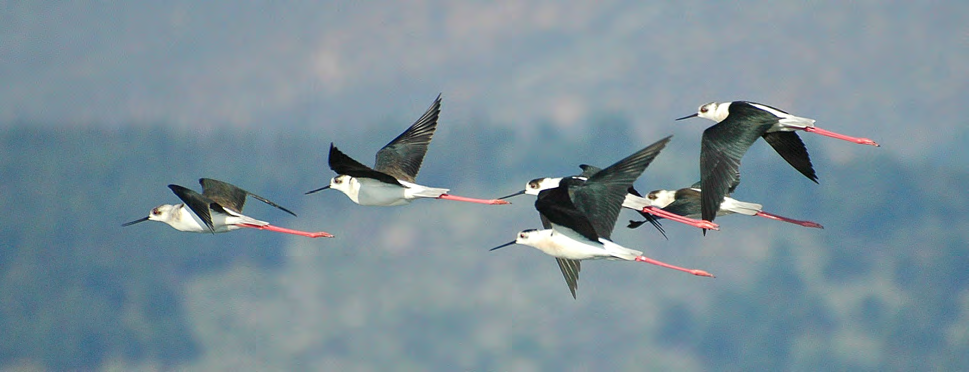 Τάξη: Charadriiformes (Χαραδριόµορφα) Οικογένεια: Recurvirostridae (Αβοκέτες και Καλαµοκανάδες) Είδος: Himantopus himantopus (Καλαµοκανάς) Γνωρίσµατα: Παρυδάτιο ασπρόµαυρο πουλί (43 εκ.