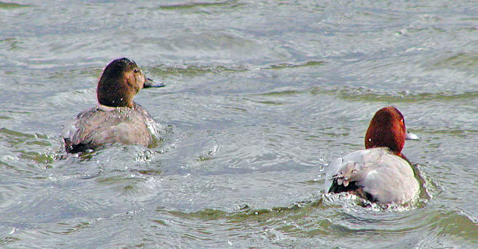 Τάξη: Anseriformes (Χηνόµορφα) Οικογένεια : Anatidae (Ανατίδες) Είδος: Aythya ferina (Γκισάρι, Κυνηγόπαπια) Γνωρίσµατα: Είναι µετρίου µεγέθους πάπια (46εκ.) µε φυλετικό διµορφισµό.