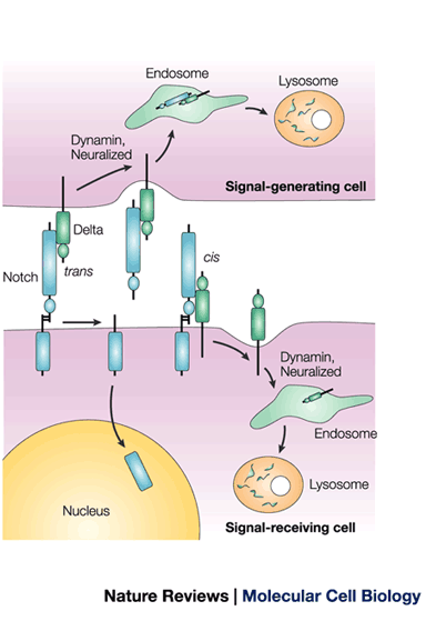 Trans-activation,