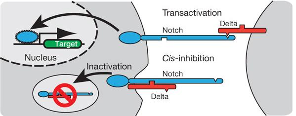 Reviews Molecular Cell