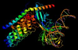 The CSL NotchI CN complex is recognized by an