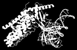 MAML1, a co-activator protein.