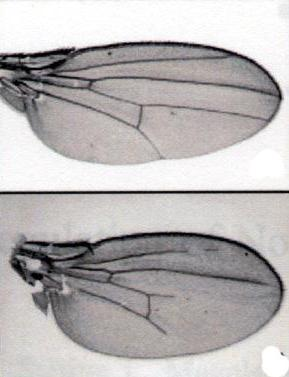 Suppressor of Deltex (Drosophila) / Itch (πμκηίθηα) οκδέμκηαη ζημ NICD πνηκ απμθμπεί θαη ημ μοβηθμοηηηκηώκμοκ Φωημγναθία θηενμύ Drosophila.