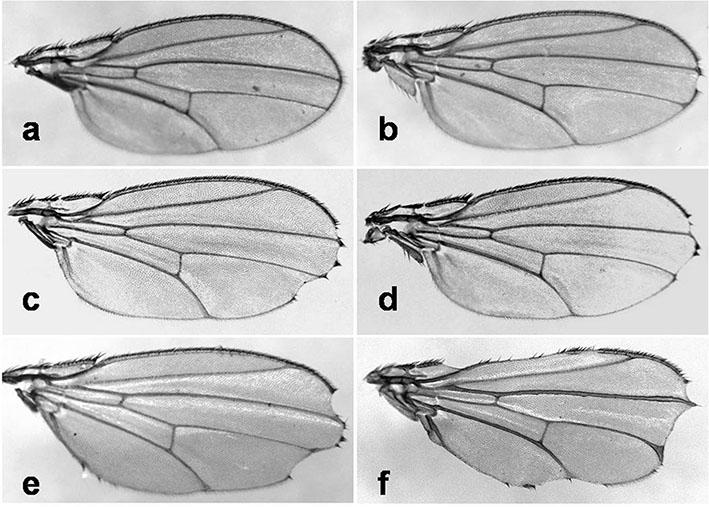 Σμ γμκίδημ notch ακαθαιύθζεθε από ημκ Dexter (1914) θαη πήνε ημ όκμμά ημο απ ημ παναθηενηζηηθό μδμκηωηό ζπήμα πμο