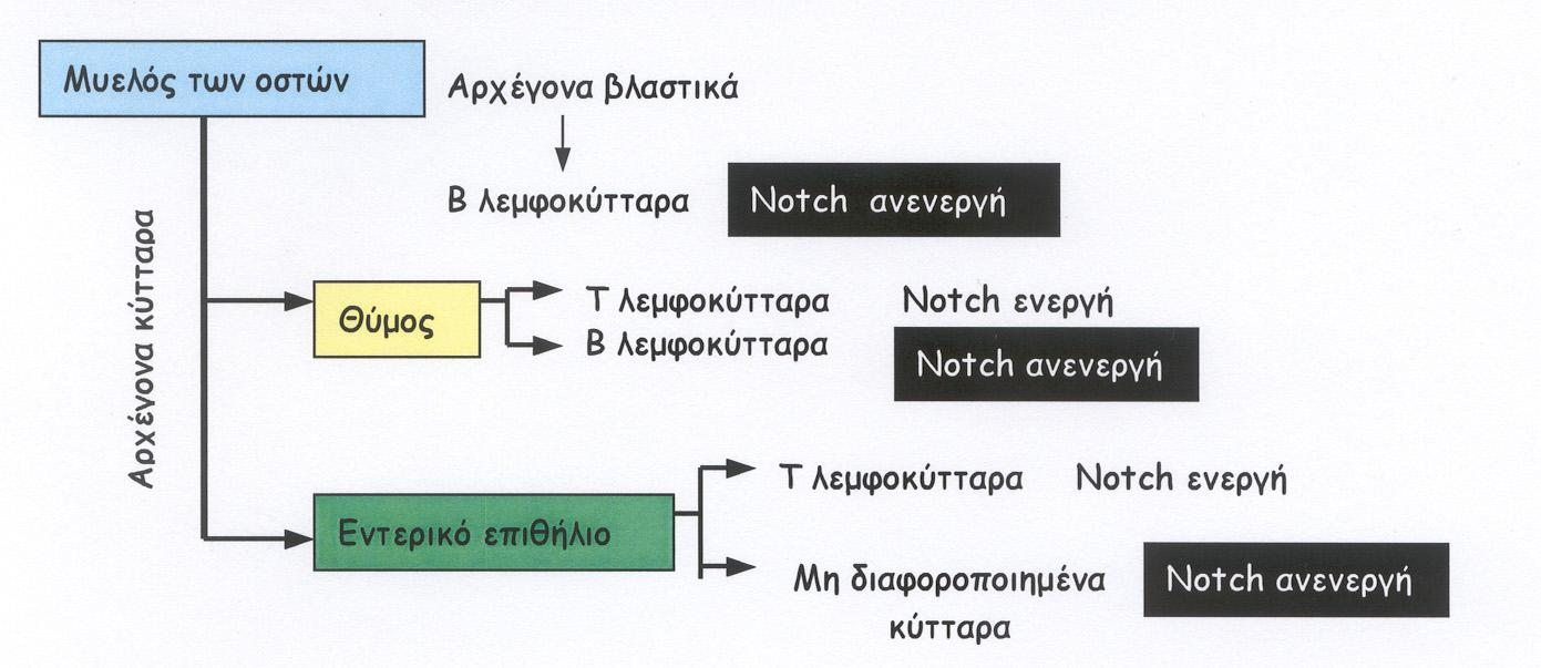 Οη οπμδμπείξ Notch ειέγπμοκ ηε μμίνα ηωκ ιεμθμθοηηάνωκ, πνμωζώκηαξ ηε δηαθμνμπμίεζε ηωκ