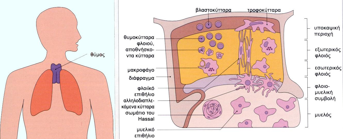 Σα ανπέγμκα ιεμθμθύηηανα μπαίκμοκ ζημ ζύμμ αδέκα ζημ ζεμείμ ηεξ έκωζεξ ημο θιμημύ με ημ μοειό ημο ζύμμο (θιμημμοειηθή ζομβμιή) θαη