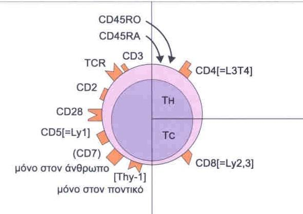 Η ωνίμακζε ηωκ ιεμθμθοηηάνωκ, ανπίδεη από ηε ζηηγμή πμο λεθηκμύκ κα μεηαγνάθμοκ μνηζμέκμοξ πνωηεϊκηθμύξ οπμδμπείξ ηεξ