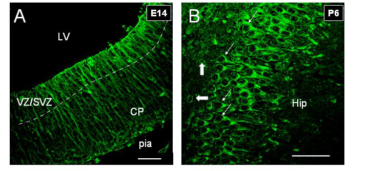 Αποτελέσματα μεταναστεύουν σε ανώτερες στιβάδες της φλοιϊκού πετάλου (cortical plate, CP), πρόδρομο σχηματισμό του φλοιού (cortex, CX), και δίνουν γένεση στους νευρώνες του εγκεφάλου (πρωτογενής