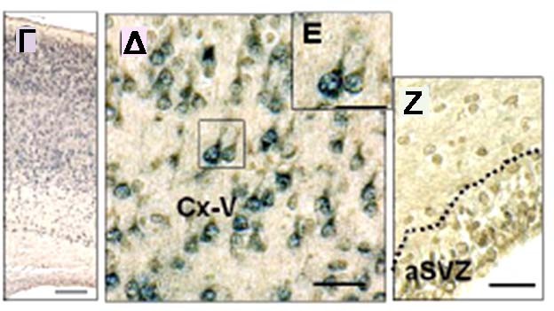 νευρώνων της φλοιϊκού πετάλου (CP) την ημέρα Ε18 (Α, Α ) και του αναπτυσσόμενου φλοιού (CΧ) την ημέρα Ρ6 (Δ, Ε).