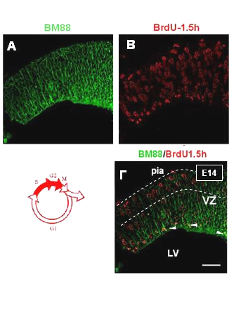 Αποτελέσματα Εικόνα 5. Μελέτη της έκφρασης της πρωτεΐνης ΒΜ88 σε πολλαπλασιαζόμενα νευροεπιθηλιακά κύτταρα στον πρόσθιο εγκέφαλο αρουραίου ηλικίας Ε14.