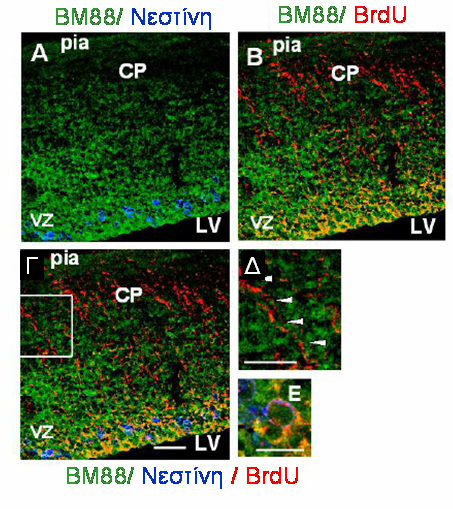 Αποτελέσματα μάρτυρα των νευροεπιθηλιακών κυττάρων του φλοιού, συμπεριλαμβανομένων και των κυττάρων της «ακτινωτής γλοίας», νεστίνης (Li & Chopp, 1999) (Εικόνα 14). Εικόνα 14.