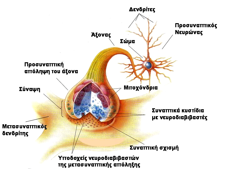 Εισαγωγή διακλαδώσεις αυτές καταλήγουν σε εξειδικευμένες απολήξεις που ονομάζονται προσυναπτικές απολήξεις.