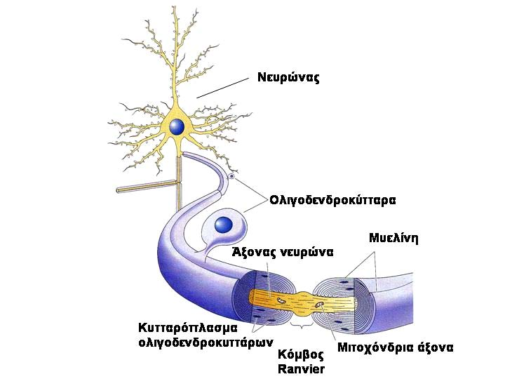 Εισαγωγή μυελινοποιητικά κύτταρα Schwann στο περιφερικό νευρικό σύστημα.