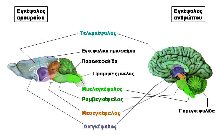 Εισαγωγή Φυλογενετικά παρατηρείται μία ανάπτυξη του πρόσθιου εγκεφάλου σε σχέση με τα υπόλοιπα τμήματα έτσι ώστε όσο προχωράμε στην εξέλιξη τόσο ο πρόσθιος εγκέφαλος μεγαλώνει παραγκωνίζοντας τα