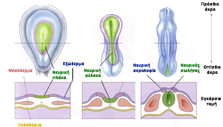 Εισαγωγή Σχ.7. Η δημιουργία του νευρικού σωλήνα 1.4.α. Ανάπτυξη του εγκεφάλου Από τη στιγμή που δημιουργείται ο νευρικός σωλήνας αρχίζει για το νευρικό σύστημα η διαδικασία της διαφοροποίησης.
