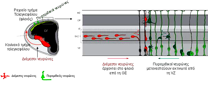 Εισαγωγή 1.4.δ.Β) Μετανάστευση σε καθορισμένες θέσεις του εγκεφαλικού φλοιού.