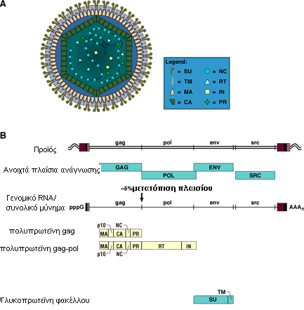 Υλικά και Μέθοδοι Σχ. 25. Η δομή και η λειτουργίες ενός ιού ΑRSV. Α) Το μέρος Α αναπαριστά έναν ώριμο ιό ΑRSV. Δεξιά αναφέρονται με συντομογραφία οι πρωτεΐνες του ώριμου ιού.