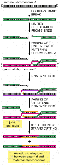 Ο ανασυνδυασμός του DNA στη μείωση πατρικό χρωμόσωμα Α θραύση της διπλής έλικας Περιορισμένη αποικοδόμηση από τα 5 άκρα Ζευγάρωμα του ενός άκρου με το μητρικό χρωμόσωμα Α μητρικό