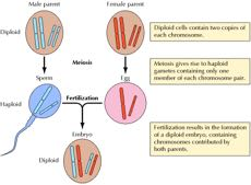 Γονιμοποίηση: Η ένωση απλοειδών γαμετών δημιουργεί διπλοειδείς ζυγώτες Πατέρας Μητέρα Διπλοειδή Τα διπλοειδή κύτταρα περιέχουν δύο αντίγραφα του κάθε χρωμοσώματος Απλοειδή σπερματοζωάριο Μείωση