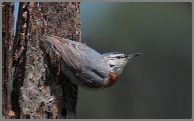 Erithacus rubecula.