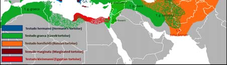 μωραϊτόσαυρα Algyroides moreoticus (ενδημικό της Πελοποννήσου και μερικών νησιών του Ιονίου). ) Εξάπλωση στην Ελλάδα: Ενδημικό είδος.