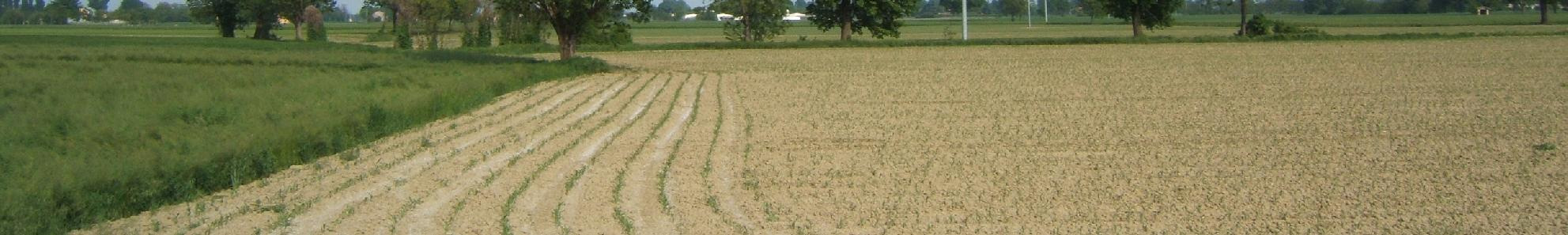 Paciughetto al Fosso Della Lucchetta, gli altri tra i coltivi lungo le scoline