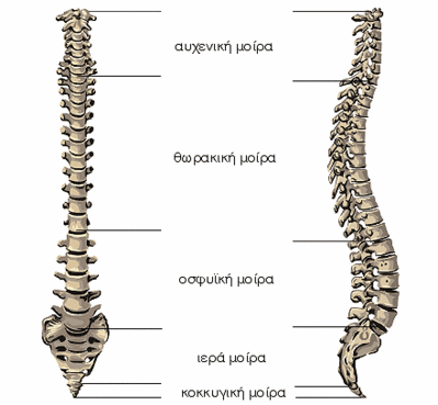 Η σπονδυλική στήλη Η σπονδυλική στήλη αποτελείται από τέσσερις διακριτές περιοχές (Εικόνα 9): - Την Αυχενική Μοίρα - Την Θωρακική Μοίρα - Την Οσφυϊκή Μοίρα - Την Ιερή Μοίρα Εικόνα 9: Σπονδυλική Στήλη