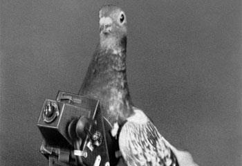 1.2.3 Περιστέρια Το 1902, ο Γερμανός Julius Neubronner, προσπάθησε να σχεδιάσει μια φωτογραφική μηχανή που θα μπορούσε να τοποθετηθεί στο στήθος ενός περιστεριού (Εικόνα 13),