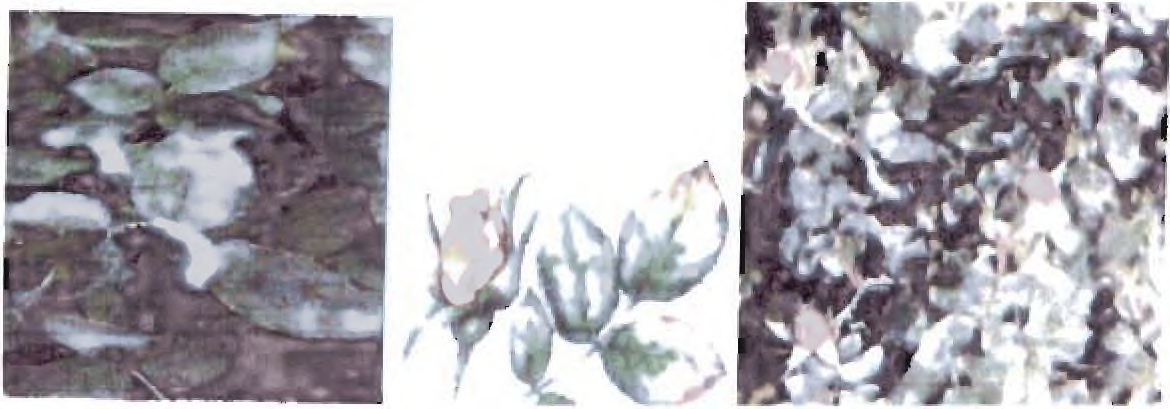 Ωίδιο (powedery mildew) Είναι η πιο συνηθισμένη και πιο καταστρεπτική ασθένεια της τριανταφυλλιάς γιατί καταστρέφει την εμφάνιση του φυτού και τη ποιότητα των άνθεων.