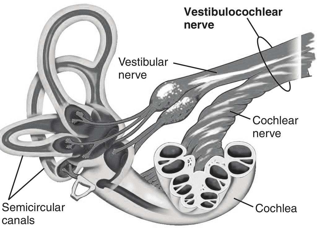 Αιθουσαίο νεύρο Αιθουσοκοχλιακό νεύρο Κοχλιακό νεύρο Ημικύκλιοι σωλήνες Κοχλίας Σχήμα 6.