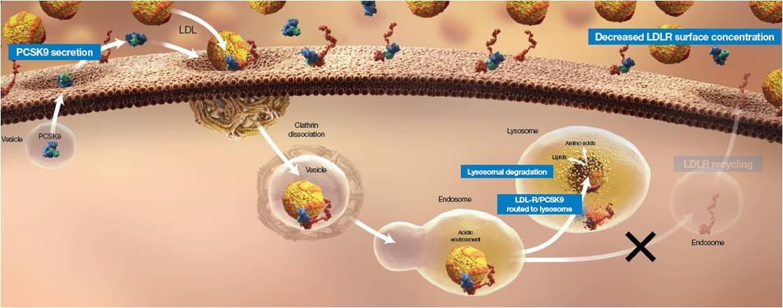 concentration LDLR/PCSK9 routed to lysosome