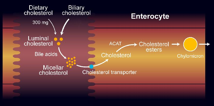 Cholesterol Absorption in the Intestine 1000