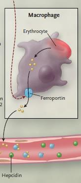 Ο ΡΟΛΟΣ ΤΩΝ ΜΑΚΡΟΦΑΓΩΝ Ο σίδηρος που απελευθερώνεται στην κυκλοφορία συνδέεται με την τρανσφερίνη και μεταφέρεται σε χρήση και αποθήκευση Για την παραγωγή της αίμης καταναλώνεται σίδηρος Οι