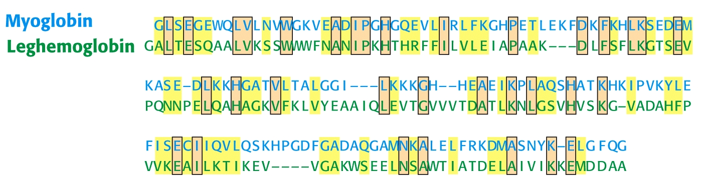 Αντιστοίχιση αλληλουχίας αμινοξέων Αντιστοίχιση της ανθρώπινης μυοσφαιρίνης και της ψυχανθο-αιμοσφαρίνης στο λούπινο.