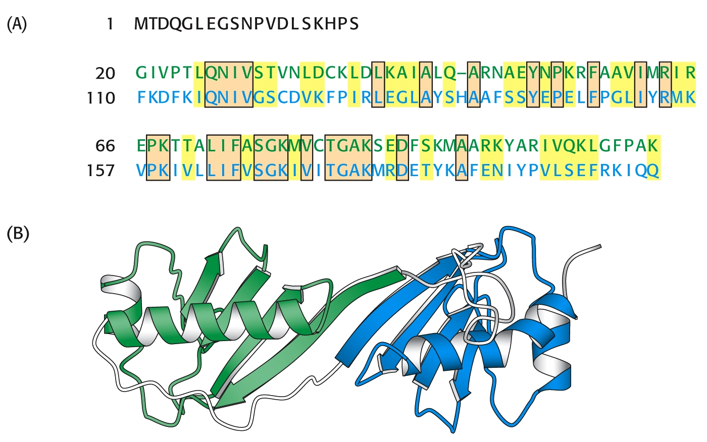 Αντιστοίχιση αλληλουχίας Εσωτερικών Επαναλήψεων (Α) Αντιστοίχιση των αλληλουχιών δύο επαναλήψεων της πρωτεΐνης η οποία προσδένεται στο πλαίσιο ΤΑΤΑ.