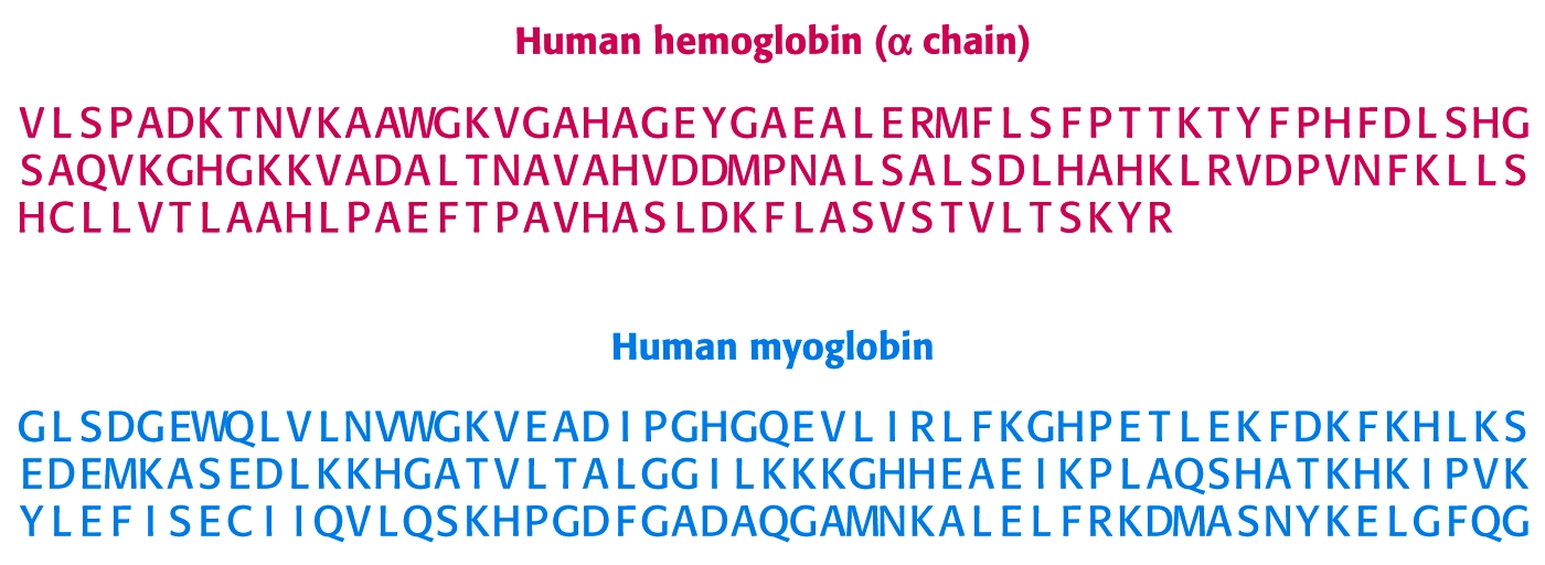 Ομολογία: Ομοιότητες και διαφορές μεταξύ αλληλουχίας αμινοξέων Αιμοσφαιρίνη & Μυοσφαιρίνη: Συγκρατούν μία ομάδα αίμης, διαθέτουν δύο α και δύο β