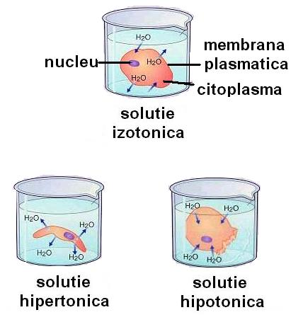 J apa n = Papa p RT εi c i= 1 Deosebim două cazuri distincte, funcţie de valorile relative ale diferenţei dintre presiunile efective de o parte şi de alta a membranei, p, şi diferenţa dintre