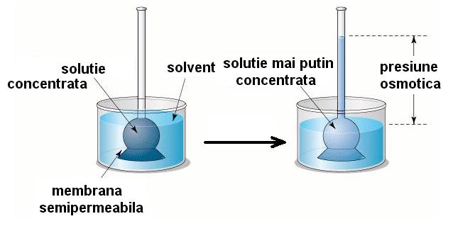 numărul lui Avogadro N A. Fig. 4 Principiul de funcţionare a osmometrului Dutrochet Aparatul cu care se măsoară această presiune este osmometrul Dutrochet. În vasul mare (Fig.