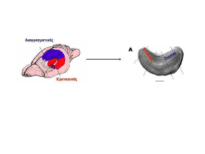 Εικόνα 1 Σχηµατική παράσταση που δείχνει πως εκτείνεται ο διαφραγµατικός και τον κροταφικός ιππόκαµπο στον εγκέφαλο επίµυος (Amaral και Witter, 1995; Papatheodoropoulos και Kostopoulos, 2000).
