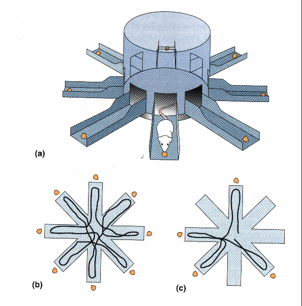 Εικόνα 10 (α) οκιµασία ενεργού µνήµης στον ακτινωτό λαβύρινθο(radial arm maze) (β) H διαδροµή που ακολουθείται απο το πειραµατόζωο όταν και οι οκτώ βραχίονες περιέχουν στο άκρο τους τροφή (γ) Η