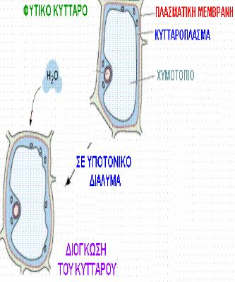 Όλα τα κύτταρα περιβάλλονται από μία μεμβράνη που ονομάζεται πλασματική μεμβράνη.