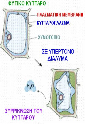 εσωτερικό και αντίστροφα. Στην ουσία είναι εκλεκτικά διαπερατή μεμβράνη διότι δεν επιτρέπει να περάσουν όλων των ειδών τα μόρια μέσα στο κύτταρο ή από το κύτταρο προς τα έξω.