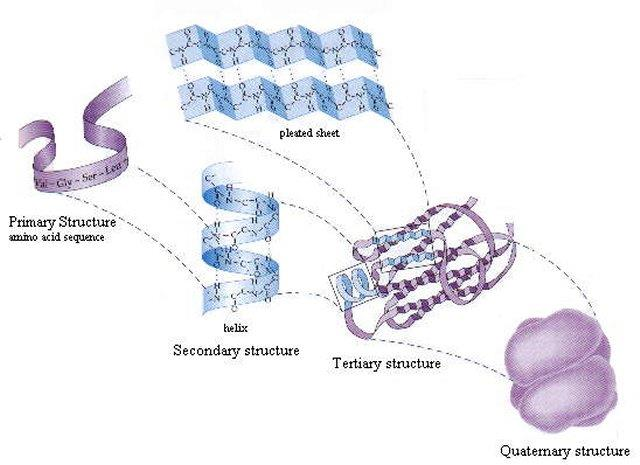 Δομή πρωτεϊνών Οι πρωτεΐνες αποτελούνται από διακριτούς δομικούς λίθους (αμινοξέα) τα οποία δομούνται σε ιεραρχικές δομές. www-3.unipv.