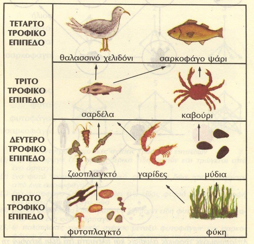 Εικόνα 1:Παράδειγμα ηροθικού πλέγμαηος, όποσ