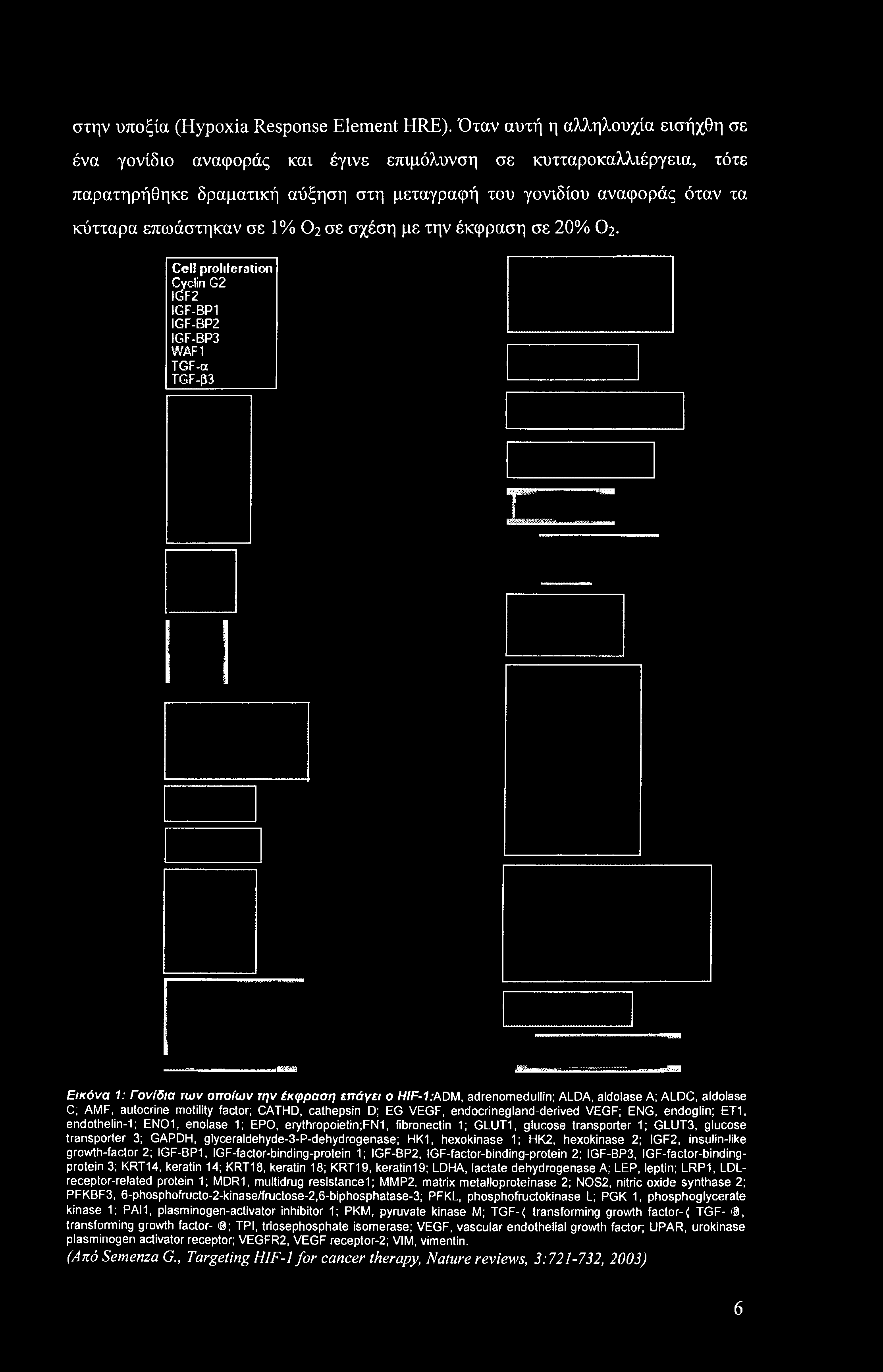VEGF; ENG, endoglin; ET1, endothelin-1; EN01, enolase 1; EPO, erythropoietin;fn1, fibronectin 1; GLUT1, glucose transporter 1; GLUT3, glucose transporter 3; GAPDH, glyceraldehyde-3-p-dehydrogenase;