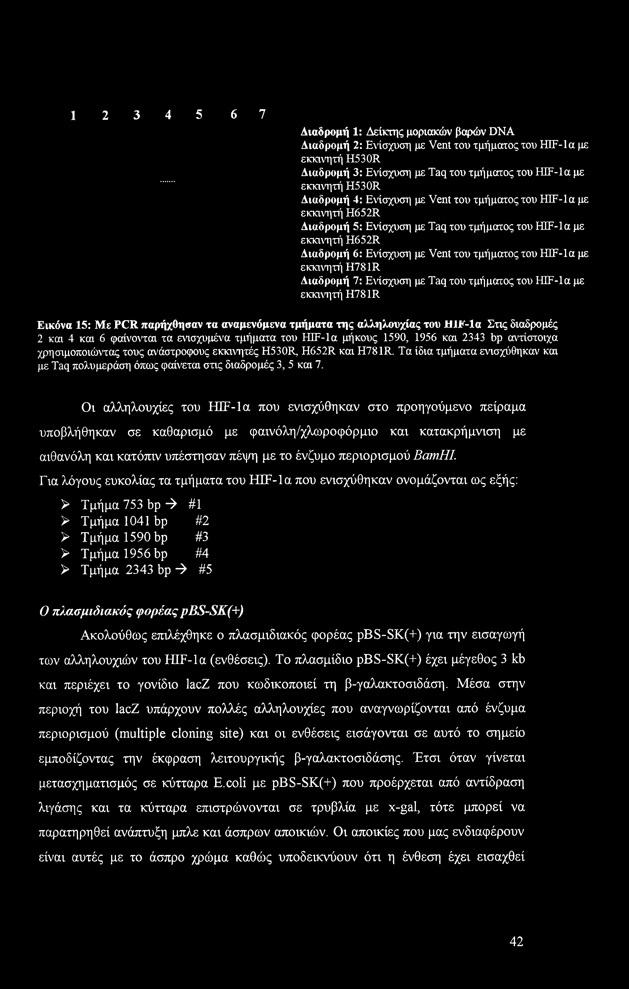 1 2 3 4 5 6 7 Διαδρομή 1: Δείκτης μοριακών βαρών DNA Διαδρομή 2: Ενίσχυση με Vent ίου τμήματος του HIF-la με εκκινητή H530R Διαδρομή 3: Ενίσχυση με Taq του τμήματος του HIF-la με εκκινητή H530R
