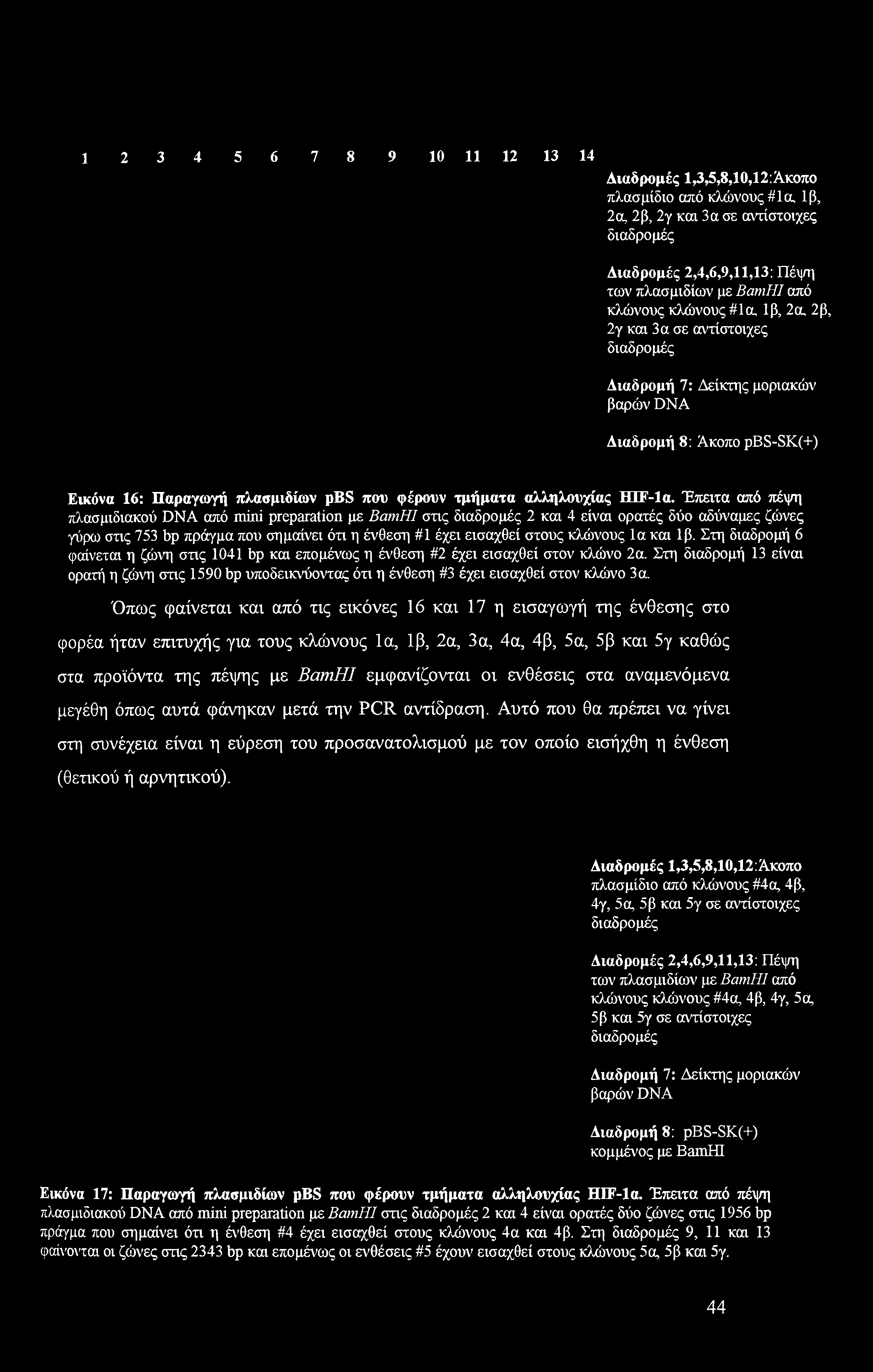 Ια και 1β. Στη διαδρομή 6 φαίνεται η ζώνη στις 1041 bp και επομένως η ένθεση #2 έχει εισαχθεί στον κλώνο 2α.