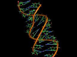 12 ΜΕΤΑΓΡΑΦΗ ΤΟΥ DNA ΣΕ RNA