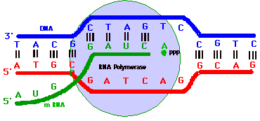 Η σειρά των βάσεων κατά μήκος μιάς αλυσίδας DNA κωδικοποιεί πληροφορίες σχετικές με τη δομή πρωτεϊνών. Τρείς βάσεις του DNA κωδικοποιούν ένα αμινοξύ. (κωδικός τριπλέτας).