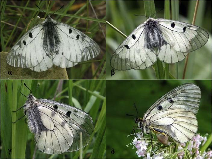 Parnassius mnemosyne Linnaeus, 1785 Φύλο: Αρθρόποδα Κλάση: Έντομα Τάξη: Λεπιδόπτερα Οικογένεια: Papilionidae Κωδικός Natura 2000: 1056 Εικόνα 1: α, γ. αρσενικό, β, δ.